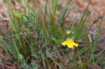 Fourpetal St. Johnswort